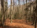 2017 - Forêt du Vivier.