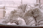 Neige 1981