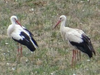Des cigognes à Cassagnes.